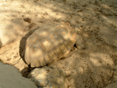Centrochelys sulcata