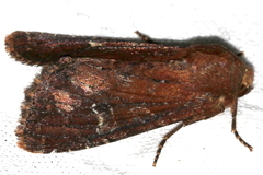 Apamea lateritia