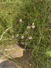Crassula pruinosa