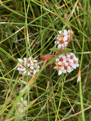 Crassula pruinosa