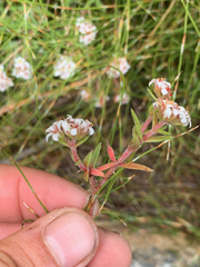 Crassula pruinosa