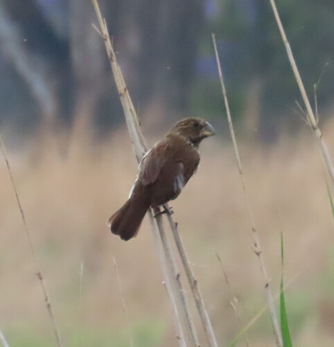 Grosbeak Weaver