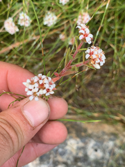 Crassula pruinosa