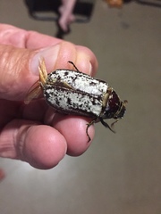 Dermolepida albohirtum