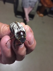 Dermolepida albohirtum