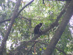 Cercopithecus ascanius schmidti