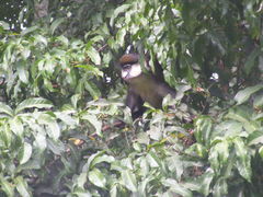 Cercopithecus ascanius schmidti