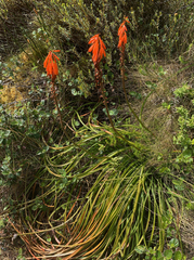 Kniphofia tabularis