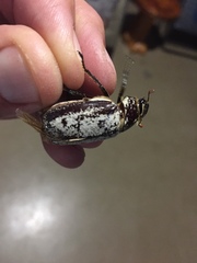 Dermolepida albohirtum