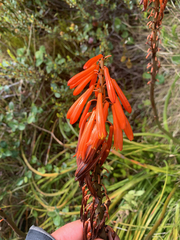 Kniphofia tabularis