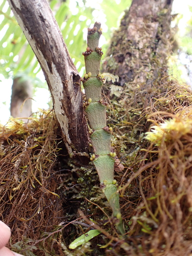 Korthalsella complanata observed 2025-10-29