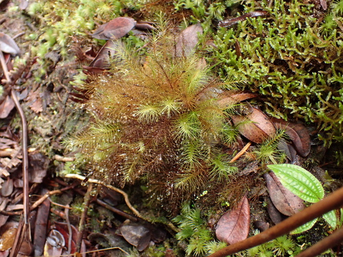 Pyrrhobryum pungens observed 2025-10-29