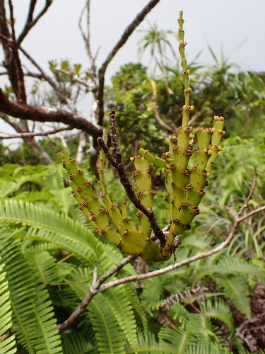 Korthalsella complanata observed 2025-10-29