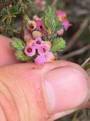Erica mollis
