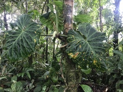 Philodendron verrucosum