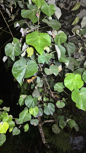 Talipariti tiliaceum observed 2025-10-30