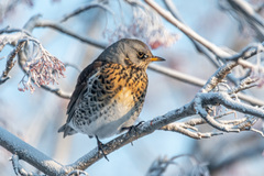 Turdus pilaris