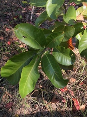 Anacardium occidentale