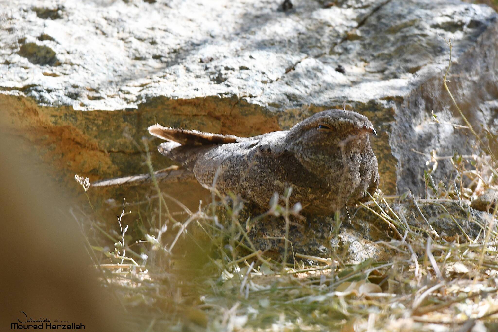 Plain Nightjar (Caprimulgus inornatus)