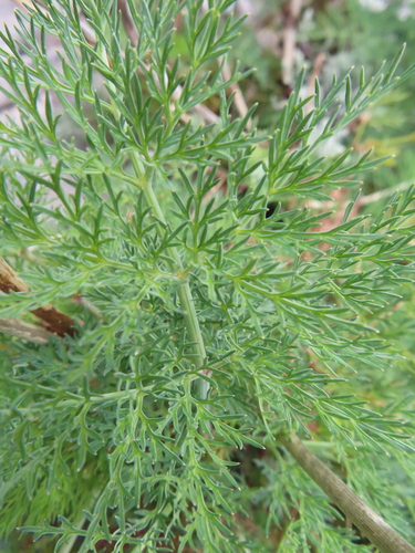Discolorous Blisterbush (Notobubon sonderi)