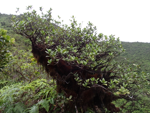 manono (Kadua munroi)