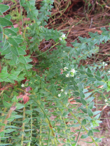 Brunia cordata (Brunia cordata)