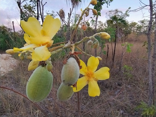 Yellow Kapok (Cochlospermum fraseri)