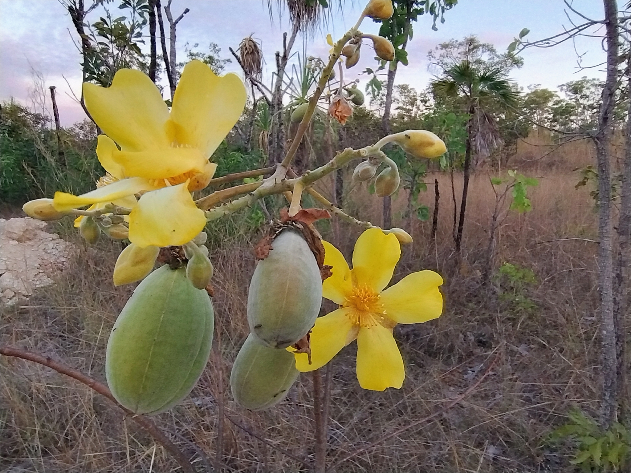 Yellow Kapok (Cochlospermum fraseri)