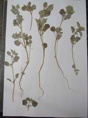 Atriplex laciniata