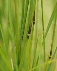 Poa ensiformis