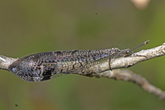 Glenoleon pulchellus