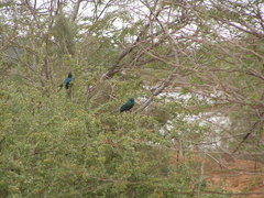 Lamprotornis chalybaeus