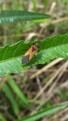 Aulacosternum nigrorubrum