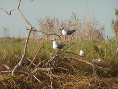 Chroicocephalus cirrocephalus