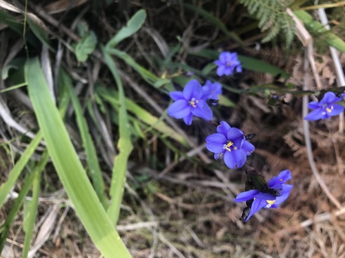 Aristea ensifolia, photograph 1