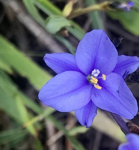 Aristea ensifolia