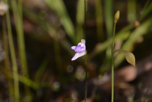 Utricularia minutissima iNat (3)