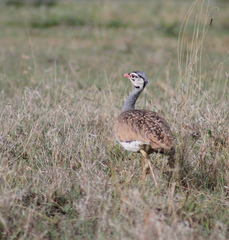 Eupodotis senegalensis