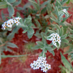 Heliotropium steudneri