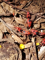 Probergrothius sanguinolens