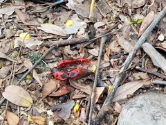 Probergrothius sanguinolens