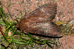 Apamea lateritia