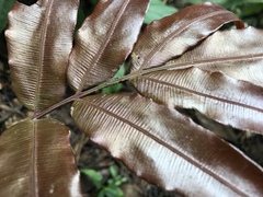 Salpichlaena volubilis