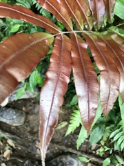 Salpichlaena volubilis