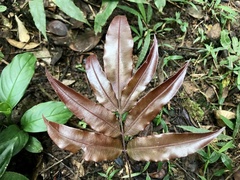 Salpichlaena volubilis