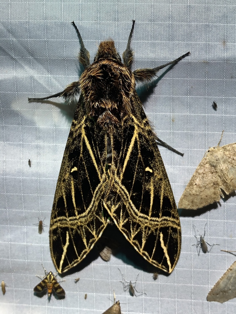 Euryglottis aper