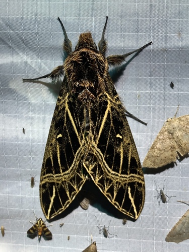 Euryglottis aper