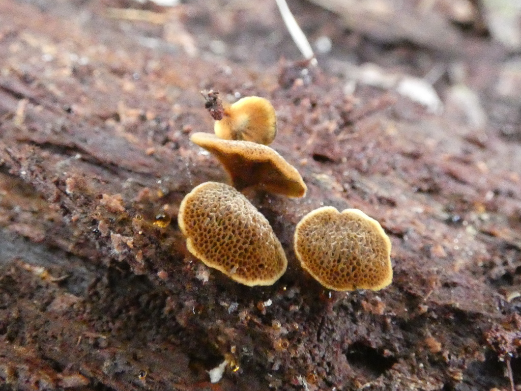 Coltricia dependens · October 2025 · photo: © specedex (iNaturalist, cc-by-nc)