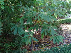 Rhododendron auriculatum