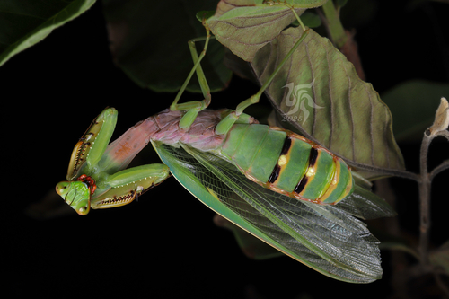 Hierodula longa